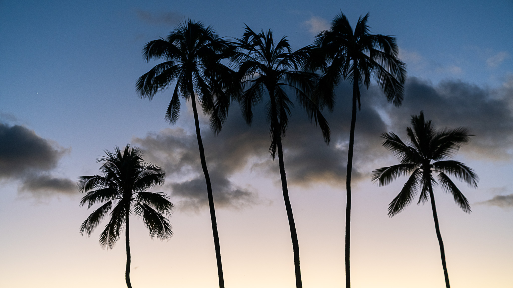 Five palm trees silhouetted against a colorful sunset sky in Hawaii with tropical clouds and fading light
